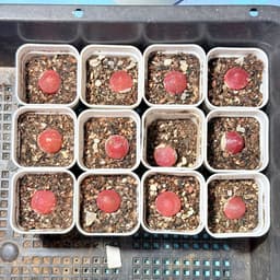 [mieugarden] Conophytum Burgeri ( Cono Dâu, Bóng đèn) chậu 5x5 cm gồm 20-25 cây mini 6