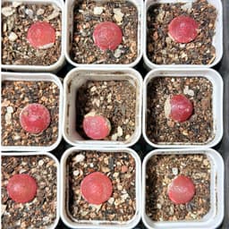[mieugarden] Conophytum Burgeri ( Cono Dâu, Bóng đèn) chậu 5x5 cm gồm 20-25 cây mini 7