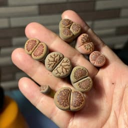 [mieugarden][Đọc kĩ mô tả] Sen mông (lithops) dòng Kiku size to - chậu 7cm 8