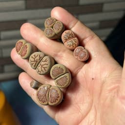 [mieugarden][Đọc kĩ mô tả] Sen mông (lithops) dòng Kiku size to - chậu 7cm 9