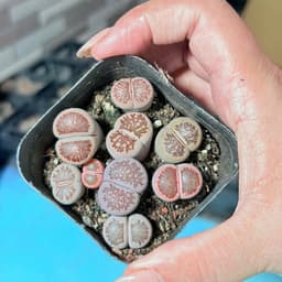 [mieugarden][Đọc kĩ mô tả] Sen mông (lithops) dòng Kiku size to - chậu 7cm 4