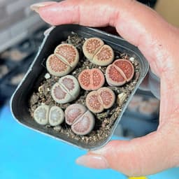 [mieugarden][Đọc kĩ mô tả] Sen mông (lithops) dòng Kiku size to - chậu 7cm 7