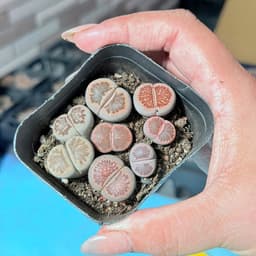 [mieugarden][Đọc kĩ mô tả] Sen mông (lithops) dòng Kiku size to - chậu 7cm 5