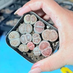[mieugarden][Đọc kĩ mô tả] Sen mông (lithops) dòng Kiku size to - chậu 7cm 3