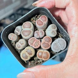 [mieugarden][Đọc kĩ mô tả] Sen mông (lithops) dòng Kiku size to - chậu 7cm 6