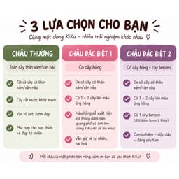 [mieugarden][Đọc kĩ mô tả] Sen mông (lithops) dòng Kiku size to - chậu 7cm 2