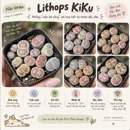 [mieugarden][Đọc kĩ mô tả] Sen mông (lithops) dòng Kiku size to - chậu 7cm 1