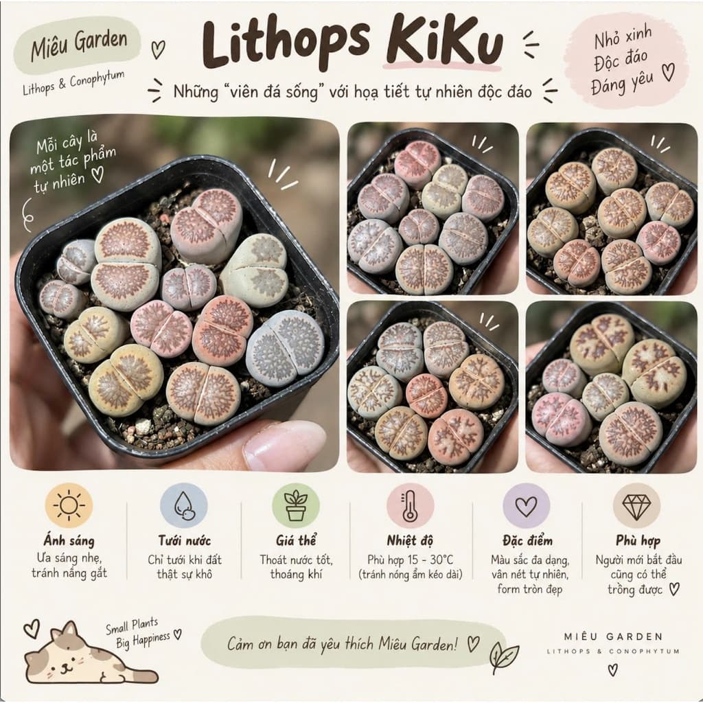 [mieugarden][Đọc kĩ mô tả] Sen mông (lithops) dòng Kiku size to - chậu 7cm