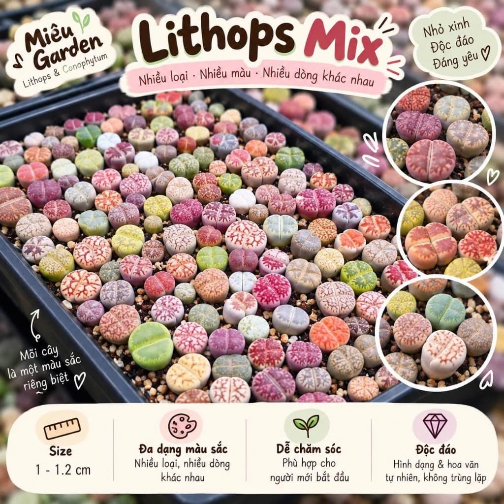 [mieugarden] Lithops Mix Nhiều Màu – Thạch Lan Mix Nhiều Dòng, Vân Đẹp Đa Dạng | Size 1–1.2cm
