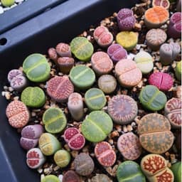 [mieugarden] Lithops Mix Nhiều Màu – Thạch Lan Mix Nhiều Dòng, Vân Đẹp Đa Dạng | Size 1–1.2cm 4