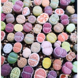 [mieugarden] Lithops Mix Nhiều Màu – Thạch Lan Mix Nhiều Dòng, Vân Đẹp Đa Dạng | Size 1–1.2cm 5