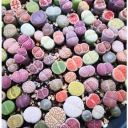 [mieugarden] Lithops Mix Nhiều Màu – Thạch Lan Mix Nhiều Dòng, Vân Đẹp Đa Dạng | Size 1–1.2cm 3