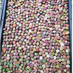 [mieugarden] Lithops Mix Nhiều Màu – Thạch Lan Mix Nhiều Dòng, Vân Đẹp Đa Dạng | Size 1–1.2cm 2