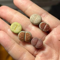 [mieugarden] Lithops Mix Nhiều Màu – Thạch Lan Mix Nhiều Dòng, Vân Đẹp Đa Dạng | Size 1–1.2cm 6