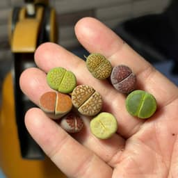 [mieugarden] Lithops Mix Nhiều Màu – Thạch Lan Mix Nhiều Dòng, Vân Đẹp Đa Dạng | Size 1–1.2cm 8