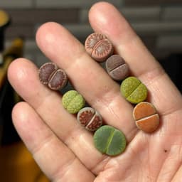 [mieugarden] Lithops Mix Nhiều Màu – Thạch Lan Mix Nhiều Dòng, Vân Đẹp Đa Dạng | Size 1–1.2cm 9