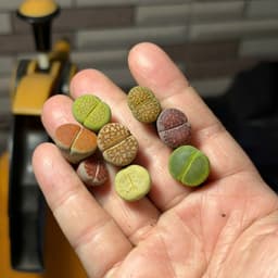 [mieugarden] Lithops Mix Nhiều Màu – Thạch Lan Mix Nhiều Dòng, Vân Đẹp Đa Dạng | Size 1–1.2cm 7
