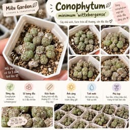 [mieugarden] Cono mặt khỉ nhiều đầu (Conophytum Minimum ‘Wittebergense’) - vân siêu nét 1