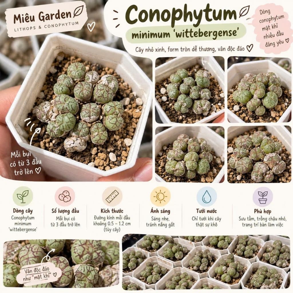 [mieugarden] Cono mặt khỉ nhiều đầu (Conophytum Minimum ‘Wittebergense’) - vân siêu nét