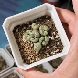 [mieugarden] Cono mặt khỉ nhiều đầu (Conophytum Minimum ‘Wittebergense’) - vân siêu nét 7