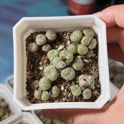 [mieugarden] Cono mặt khỉ nhiều đầu (Conophytum Minimum ‘Wittebergense’) - vân siêu nét 8