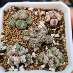 [mieugarden] Cono mặt khỉ nhiều đầu (Conophytum Minimum ‘Wittebergense’) - vân siêu nét 4
