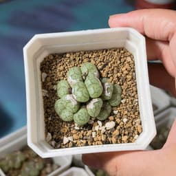 [mieugarden] Cono mặt khỉ nhiều đầu (Conophytum Minimum ‘Wittebergense’) - vân siêu nét 6