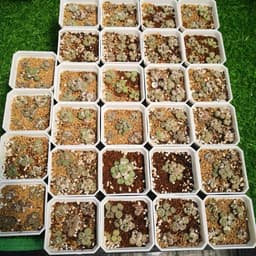 [mieugarden] Cono mặt khỉ nhiều đầu (Conophytum Minimum ‘Wittebergense’) - vân siêu nét 3