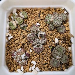 [mieugarden] Cono mặt khỉ nhiều đầu (Conophytum Minimum ‘Wittebergense’) - vân siêu nét 5