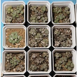 [mieugarden] Cono mặt khỉ nhiều đầu (Conophytum Minimum ‘Wittebergense’) - vân siêu nét 2