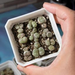 [mieugarden] Cono mặt khỉ nhiều đầu (Conophytum Minimum ‘Wittebergense’) - vân siêu nét 9
