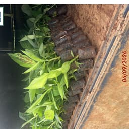 chuối già nam mỹ (trợ giá 100 đơn đầu) 2