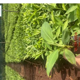 chuối già nam mỹ (trợ giá 100 đơn đầu) 4