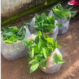 chuối già nam mỹ (trợ giá 100 đơn đầu) 3