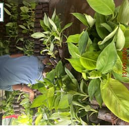 chuối già nam mỹ (trợ giá 100 đơn đầu) 6