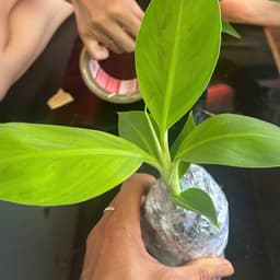 chuối già nam mỹ (trợ giá 100 đơn đầu) 1