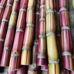 [COMBO 3 HOM]  Giống Mía  HAWAII - Thân To, Vỏ Mềm, Giòn Ngọt, Độc Lạ, Dễ Trồng Làm Cảnh 5