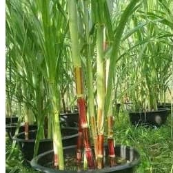 [COMBO 3 HOM]  Giống Mía  HAWAII - Thân To, Vỏ Mềm, Giòn Ngọt, Độc Lạ, Dễ Trồng Làm Cảnh 3