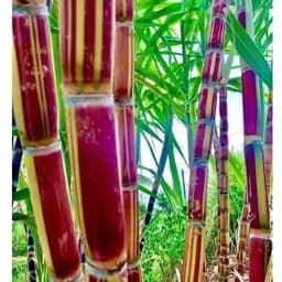 [COMBO 3 HOM]  Giống Mía  HAWAII - Thân To, Vỏ Mềm, Giòn Ngọt, Độc Lạ, Dễ Trồng Làm Cảnh 4