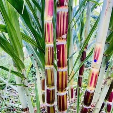 [COMBO 3 HOM]  Giống Mía  HAWAII - Thân To, Vỏ Mềm, Giòn Ngọt, Độc Lạ, Dễ Trồng Làm Cảnh