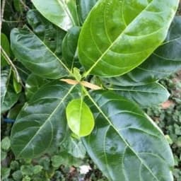 50 Lá Mít Tươi - gói bánh, in oản, làm đồ chơi 4
