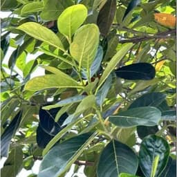 50 Lá Mít Tươi - gói bánh, in oản, làm đồ chơi 1