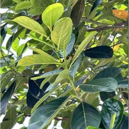 50 Lá Mít Tươi - gói bánh, in oản, làm đồ chơi