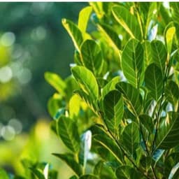 50 Lá Mít Tươi - gói bánh, in oản, làm đồ chơi 5