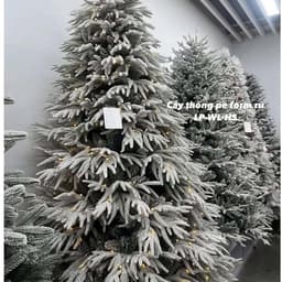 Cây thông noel giáng sinh có SIZE 1m5-2m4 CHƯA LẮP RÁP-CHƯA BUNG LÁ lung linh 6