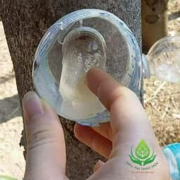 ✅[HÀNG LOẠI 1] Mủ Trôm 100gr Thượng Hạng Hàng Chất Lượng Thanh Nhiệt Giải Độc và Làm Đẹp Da 9
