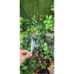 💥Phao nghệ nhân Hắc Phi câu ngày form chuyên câu Rô Phi 1