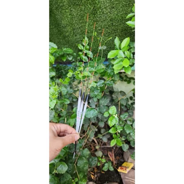 💥Phao nghệ nhân Hắc Phi câu ngày form chuyên câu Rô Phi