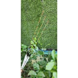 💥Phao nghệ nhân Hắc Phi câu ngày form chuyên câu Rô Phi 2