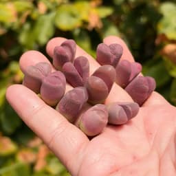[mieugarden] Sen mông lithops màu hồng tím dòng Optica Rubra - cây đơn nhiều đầu và cây đôi 2 đầu 3